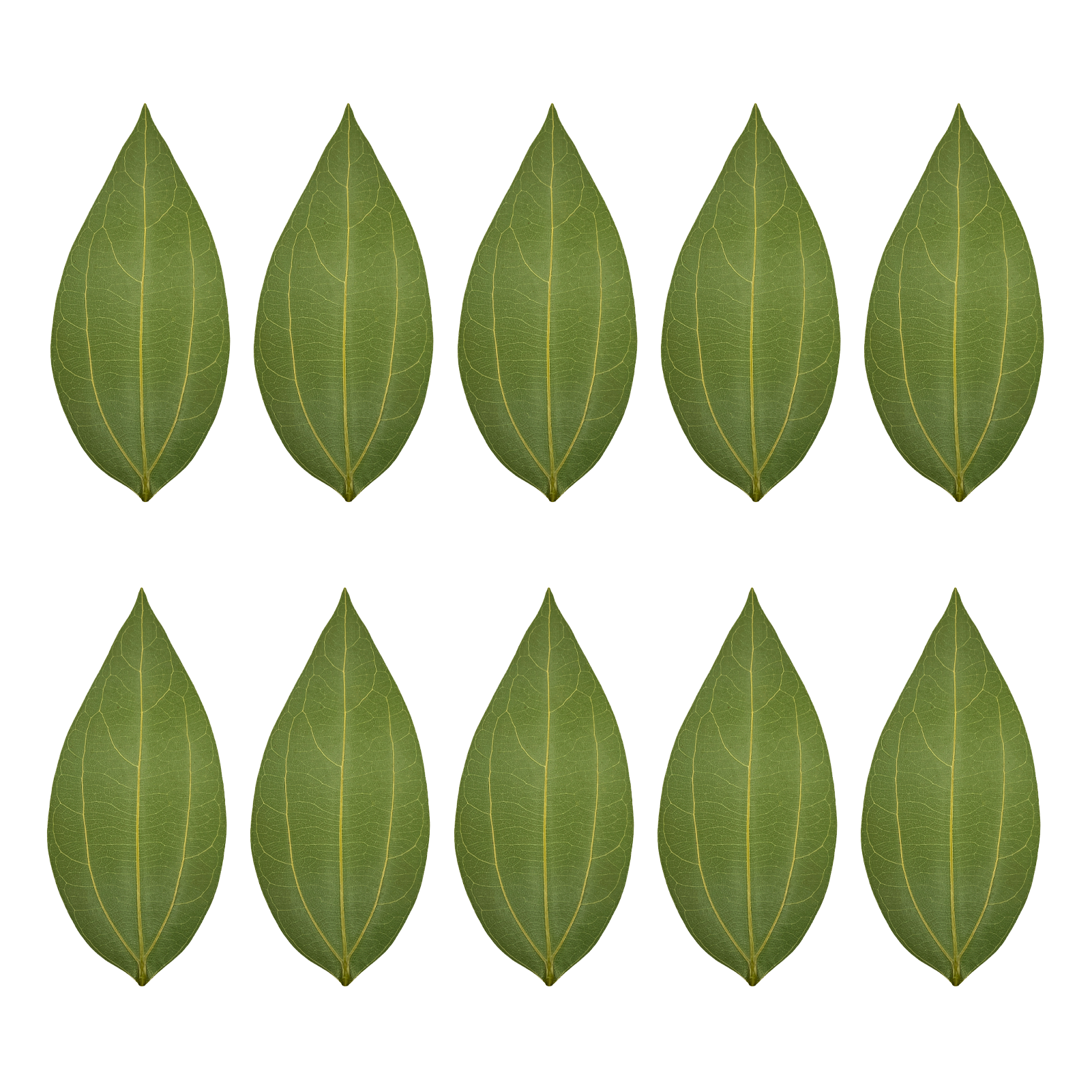 Blank Leaf Engraving Kit (10pcs)