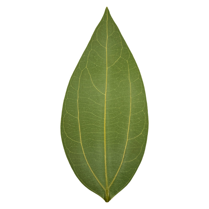Blank Leaf Engraving Kit (10pcs)