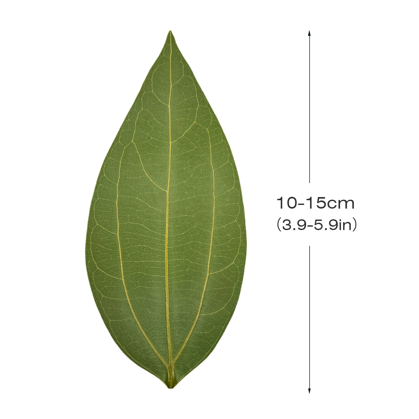 Blank Leaf Engraving Kit (10pcs)